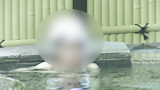 Aquariumさんの激!!盗撮露天紀行 高画質版 Vol.15お団子結びを執拗に粘着撮りｗ